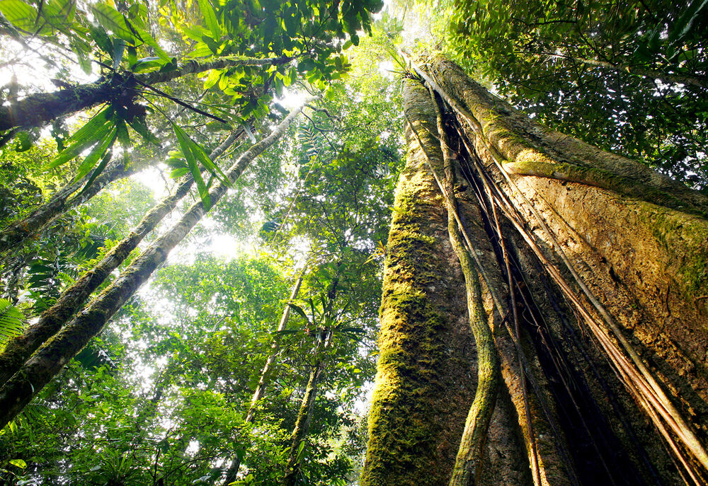 Galápagos, Andes & Amazon River Cruise Hiking & Walking Tour — Backroads