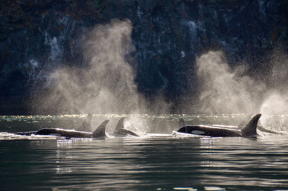 Gulf Islands Multi-Adventure Tour — Backroads