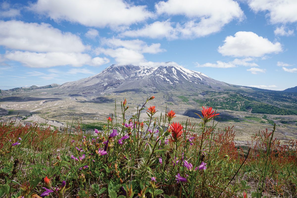 Snow-streaked Mount St. Helens rises beyond a field of red Indian paintbrush and purple wildflowers under a blue sky