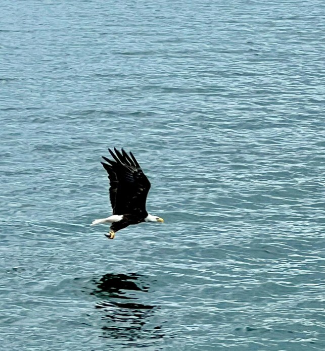 A bald eagle flies low over rippling water