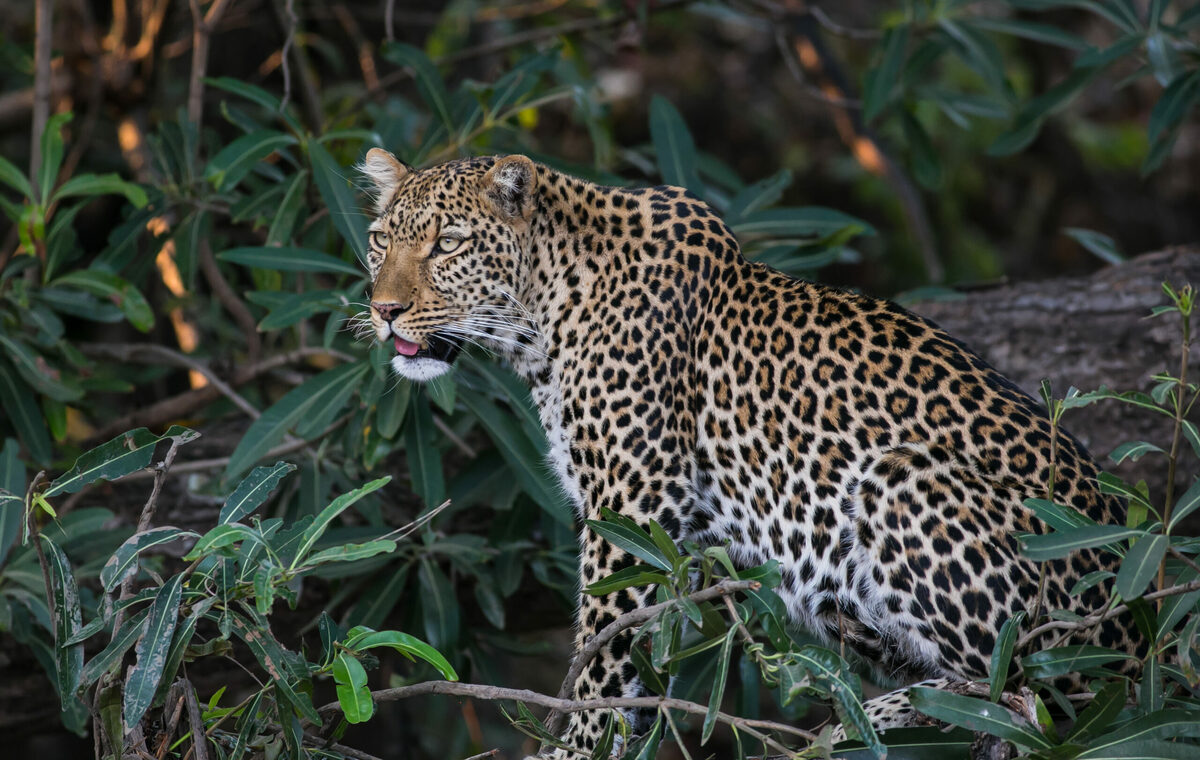 Africa’s Wildlife — Odysseys Unlimited