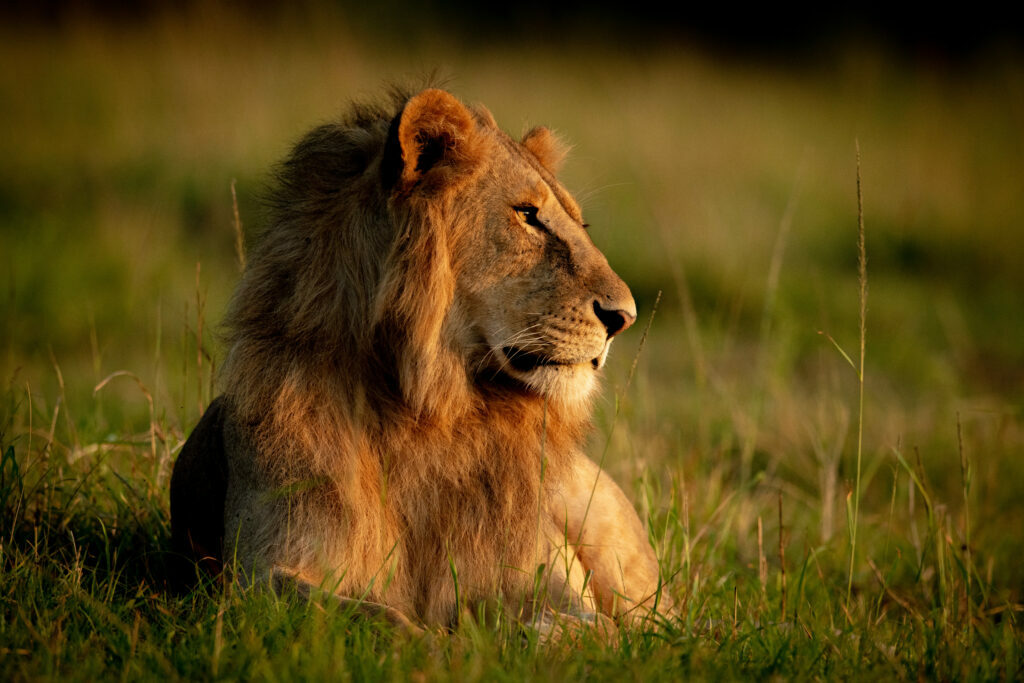Classic Safari: Kenya & Tanzania — Odysseys Unlimited