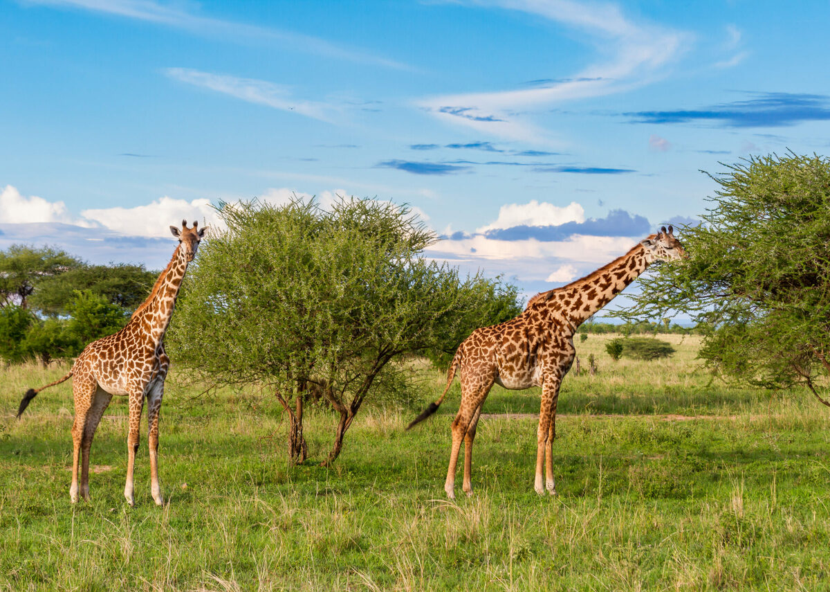 Tanzania Adventure — Odysseys Unlimited