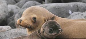 Galapagos